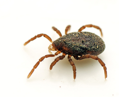 Allothyrus