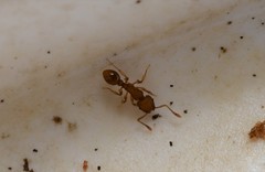 Tetramorium simillimum