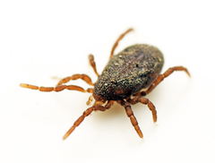 Allothyrus