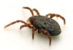 Allothyrus