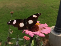 Hypolimnas misippus