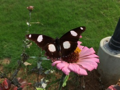 Hypolimnas misippus