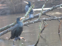 Phalacrocorax carbo