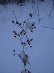 Scrophularia nodosa