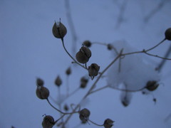 Scrophularia nodosa