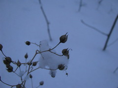 Scrophularia nodosa