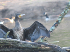 Phalacrocorax carbo