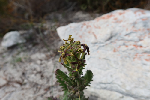 Image of Lyperia tristis by (c) Diana Studer, some rights reserved (CC BY)