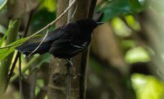 Cercomacra nigricans