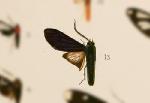 Hyaleucerea luctuosa