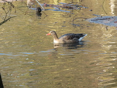 Anser anser