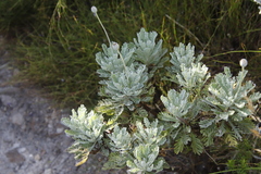 Euryops pectinatus pectinatus