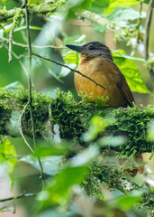 Thripadectes virgaticeps