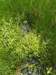 Veronica anagalloides