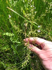 Veronica anagalloides