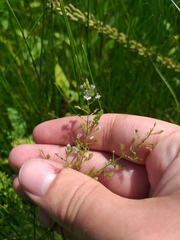 Veronica anagalloides