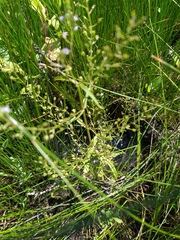 Veronica anagalloides