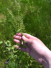Veronica anagalloides