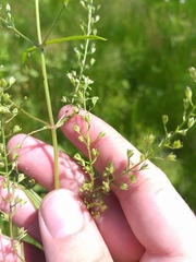 Veronica anagalloides