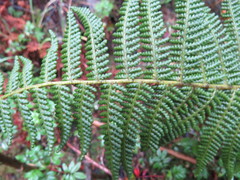 Polystichum speciosissimum