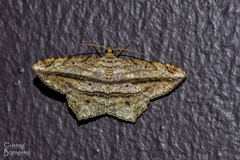 Chiasmia rectistriaria