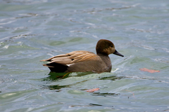 Anas platyrhynchos × Mareca strepera