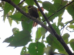 Syndactyla rufosuperciliata