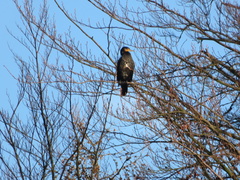 Phalacrocorax carbo