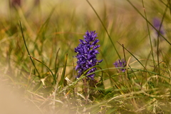 Veronica allionii
