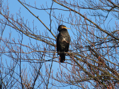 Phalacrocorax carbo