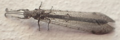 Neuroleon