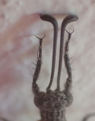 Neuroleon