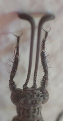 Neuroleon
