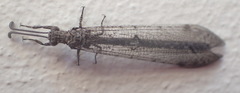 Neuroleon