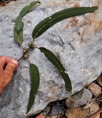 Eucalyptus globulus bicostata