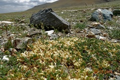Astragalus brevifolius