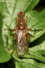 Scathophaga suilla