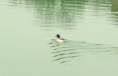 Mergus merganser