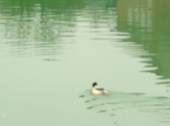 Mergus merganser