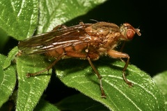 Scathophaga suilla