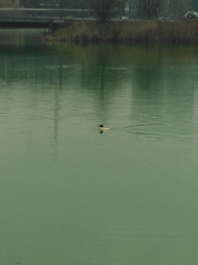 Mergus merganser
