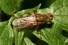 Scathophaga suilla