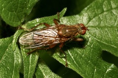 Scathophaga suilla