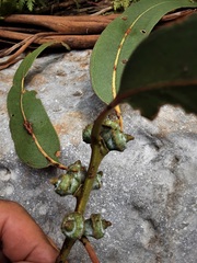 Eucalyptus globulus bicostata
