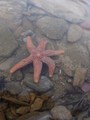 Allostichaster insignis