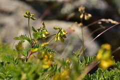 Astragalus penduliflorus