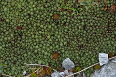 Kelleria croizatii