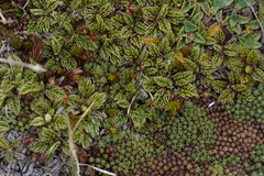 Anisotome imbricata prostrata