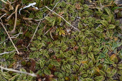 Anisotome imbricata prostrata