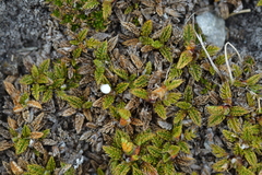 Anisotome imbricata prostrata